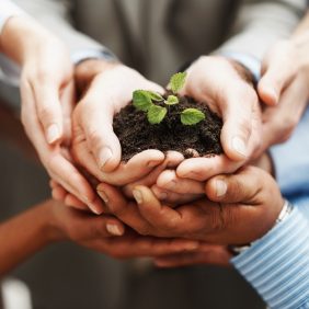 legacy Business development - Closeup of hands holding seedling in a group